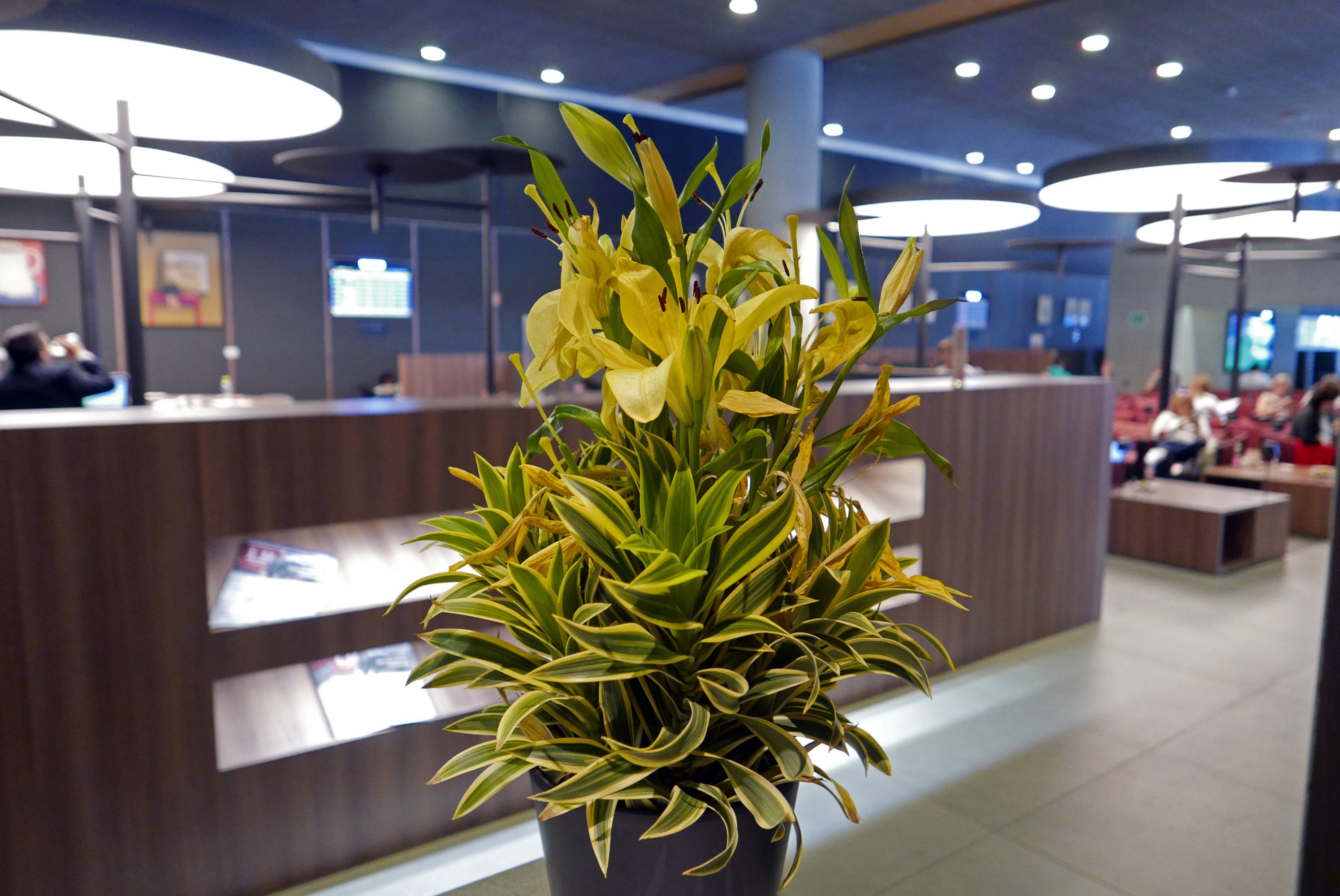 Avianca Lounge Bogota (Domestic), foto 6